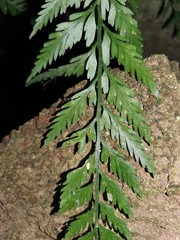 Asplenium appendiculatum appendiculatum