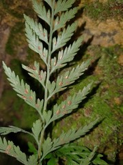 Asplenium appendiculatum appendiculatum