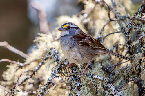 White-throated Sparrow photographed in Michigan