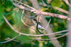 Pachycephala cinerea