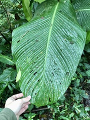 Goeppertia marantifolia