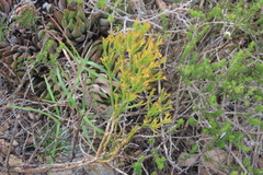 Thesium commutatum
