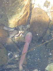 Typhlogobius californiensis
