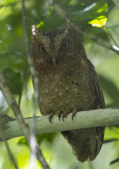 Otus ireneae