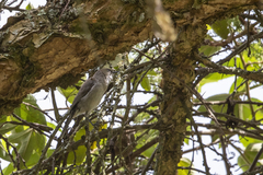 Curruca lugens jacksoni