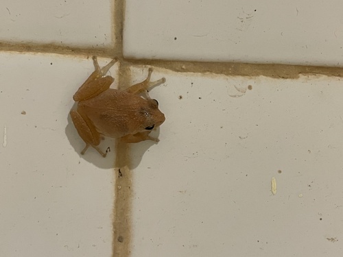Chari's Bush Frog, Raorchestes charius