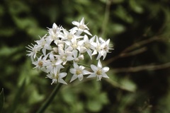 Allium plummerae