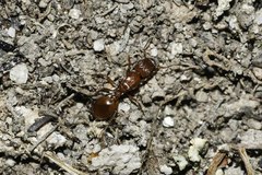 Tetramorium capense