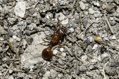 Tetramorium capense
