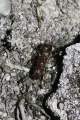 Tetramorium capense