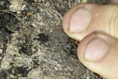 Tetramorium capense