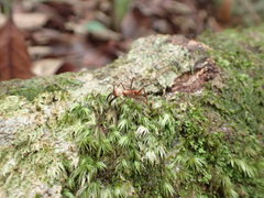 Eciton burchellii
