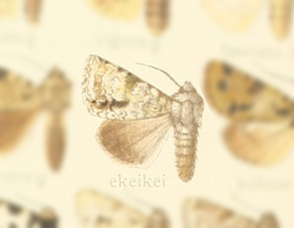 Thalatha ekeikei