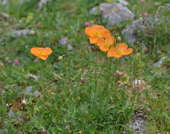 Papaver oreophilum