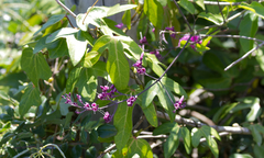 Fridericia chica