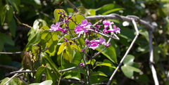 Fridericia chica