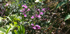 Fridericia chica