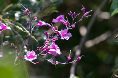 Fridericia chica