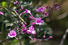 Fridericia chica