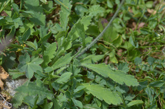 Papaver oreophilum