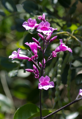 Fridericia chica