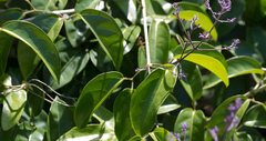 Fridericia chica