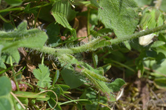 Papaver oreophilum