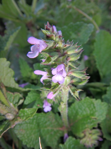 Nile Sage