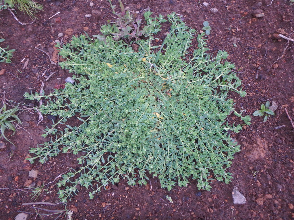 Corrigiola capensis