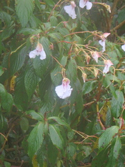 Impatiens tinctoria