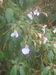 Impatiens tinctoria
