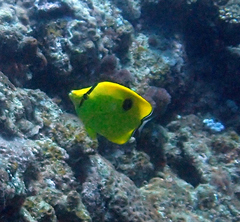 Chaetodon interruptus