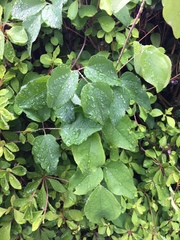 Akebia trifoliata