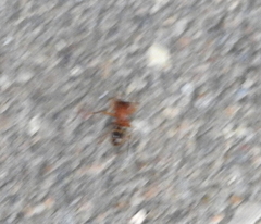 Castianeira trilineata