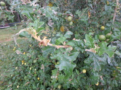 Solanum aculeastrum
