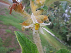 Solanum aculeastrum