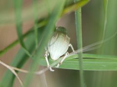 Compsus auricephalus