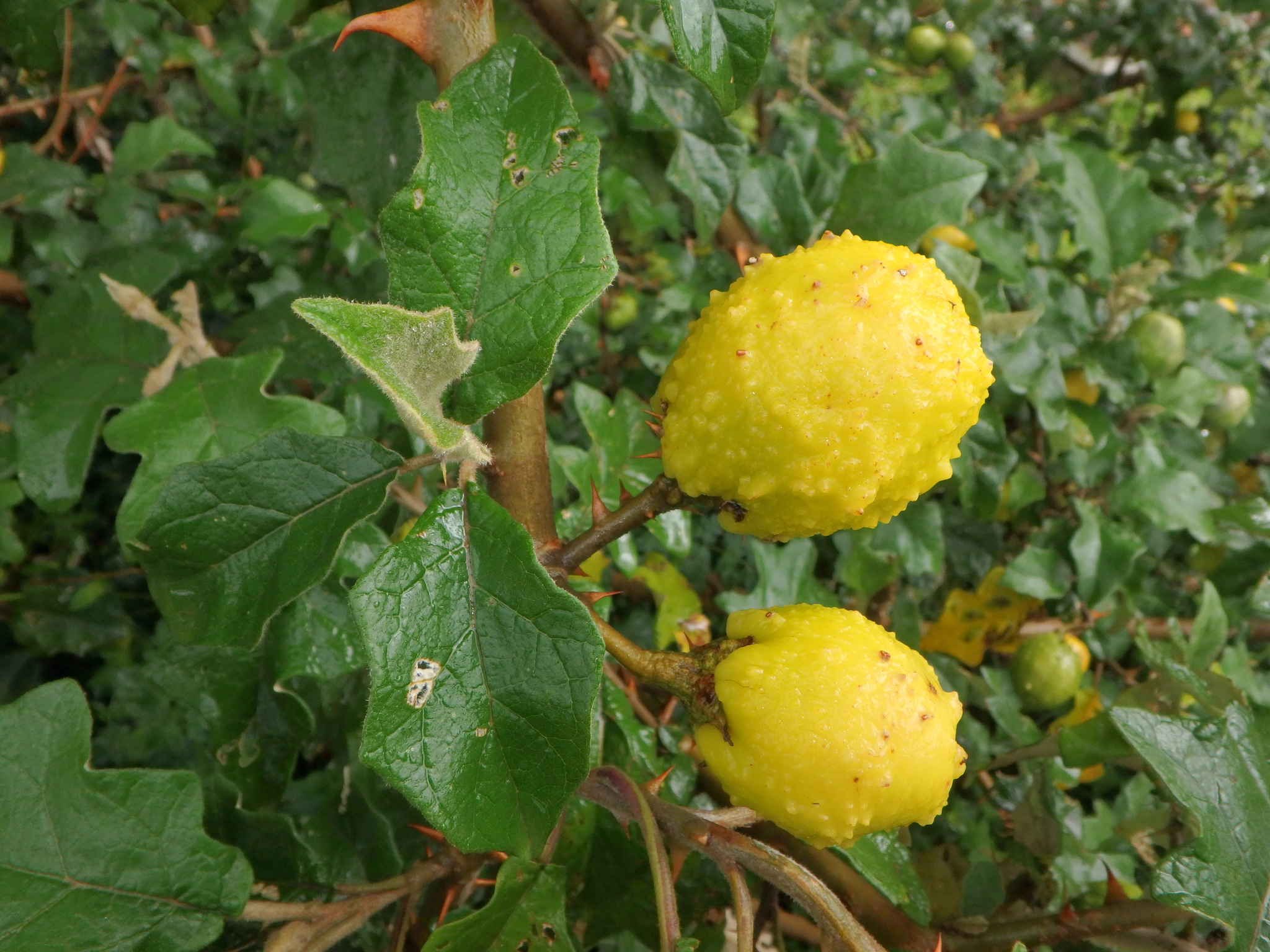 Solanum aculeastrum