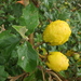 Solanum aculeastrum - Photo (c) Pádraic Flood,  זכויות יוצרים חלקיות (CC BY-NC-SA), הועלה על ידי Pádraic Flood