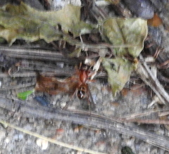 Castianeira trilineata