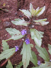 Ajuga integrifolia