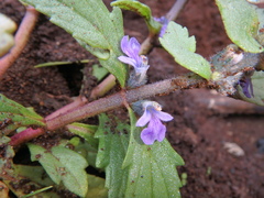 Ajuga integrifolia