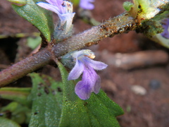 Ajuga integrifolia