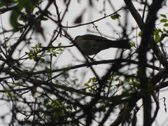 Turdus maculirostris