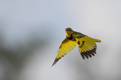 Tmetothylacus tenellus