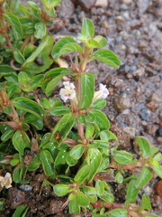 Limnophila