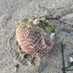 Paratectonatica tigrina