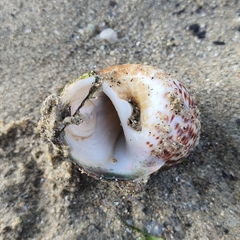 Paratectonatica tigrina