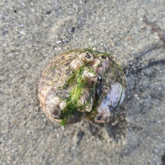 Paratectonatica tigrina