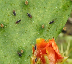 Hesperolabops gelastops